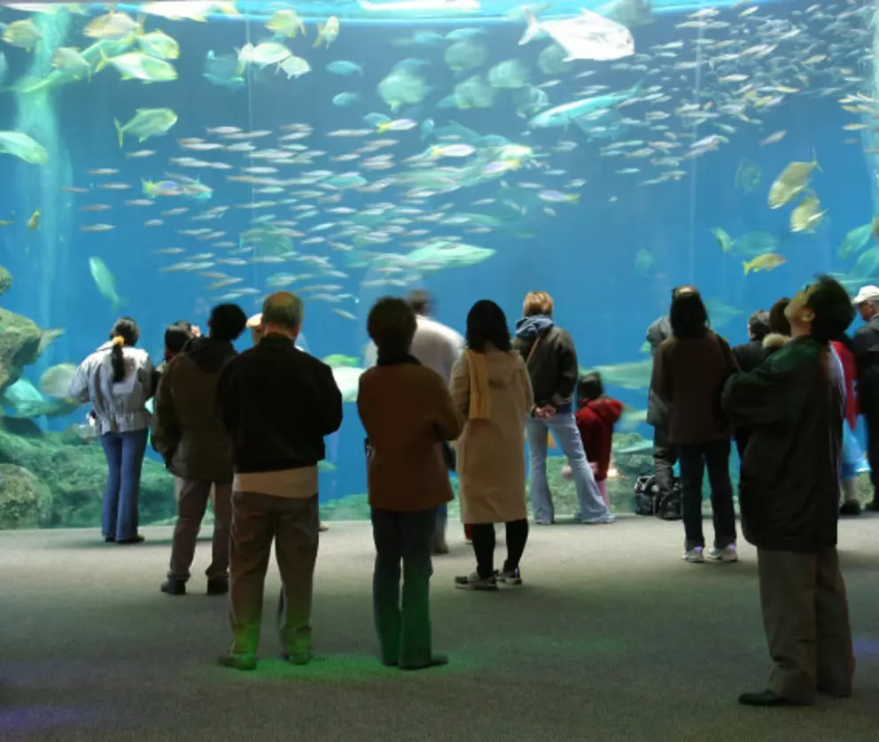 Visitors observing colorful fish swimming in a large aquarium tank at a public aquarium exhibit.